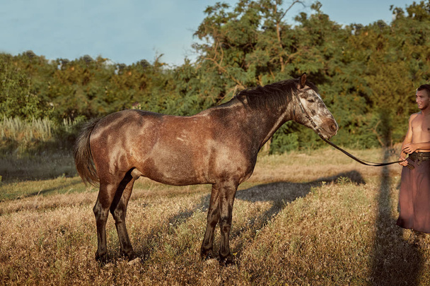 Portrait of bay horse in summer on the field - 写真・画像