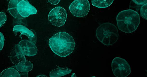 Красиві медузи у резервуарі для води
 - Фото, зображення