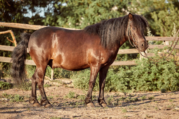 Tethered brown pony standing in the paddock. - Photo, Image