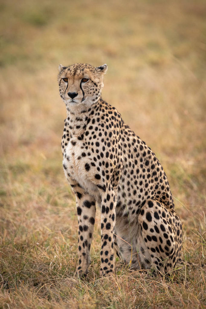 Cheetah sentado en la llanura cubierta de hierba mirando hacia el futuro
 - Foto, Imagen