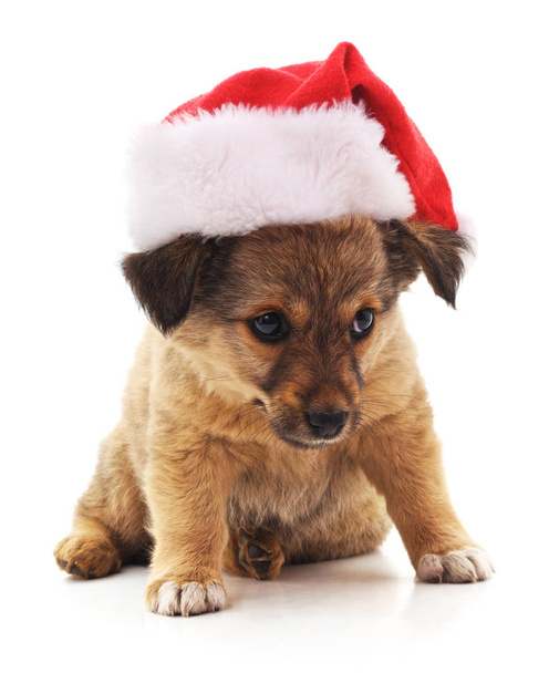 Dog in a Christmas hat. - Фото, изображение