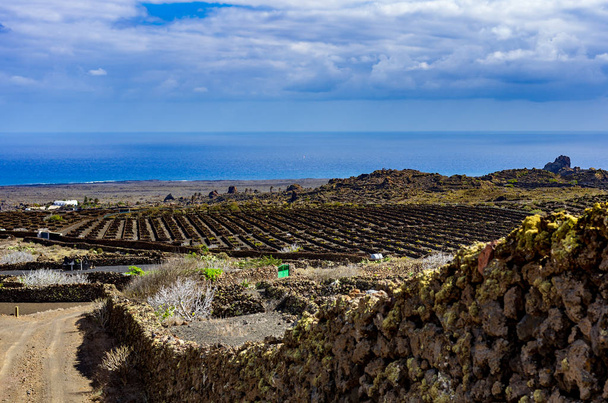 Typical vineyard on Lanzarote near Las Hoyas - Photo, Image
