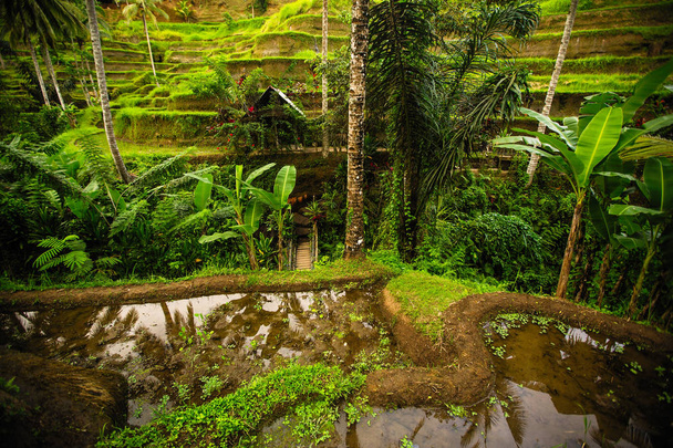 Terrasses et maisons de riz vert à Bali île, Indonésie
 - Photo, image