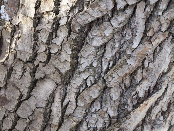 Texture of the wood - Valokuva, kuva