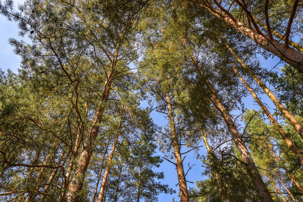 Looking up nature forest scene - pine tree against blue sky - Фото, изображение