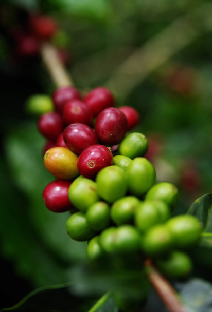 Chicchi di caffè verde che crescono sul ramo. chicco di caffè crudo sulla piantagione di alberi di caffè. Primo piano fresco chicco di caffè crudo su albero
 - Foto, immagini