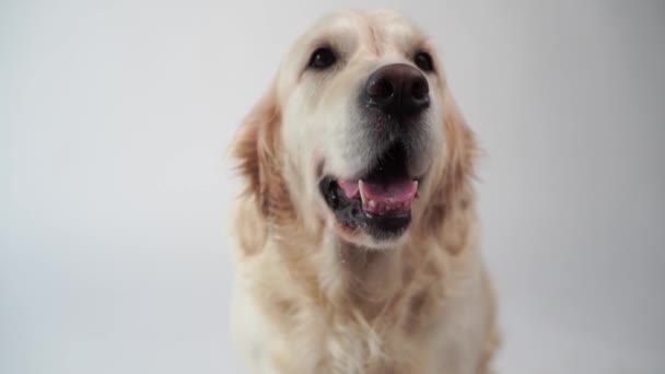 cute dog - portrait of a beautiful golden retriever on white background - slow motion, high speed camera - Záběry, video
