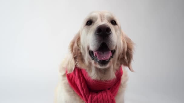 love for pets - funny portrait of a golden retriever in a warm scarf on a white background - Πλάνα, βίντεο