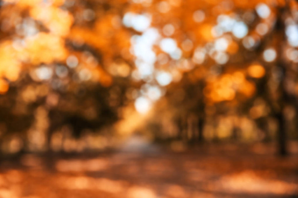 Blurred view of trees with bright leaves in park. Autumn landscape - Фото, изображение