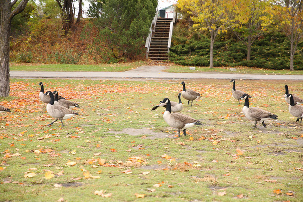 canadian geese on grass with autumn maple leaves - Photo, Image