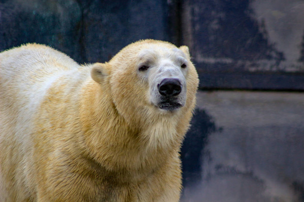 Beautiful close-up image of White Polar Bear - Photo, Image
