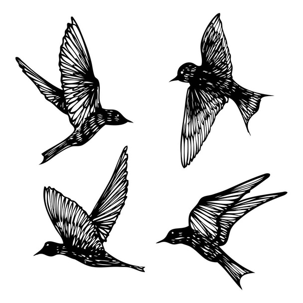 Set of birds flock, flying swallows, hand drawn textured sketch. Vector. - Вектор, зображення