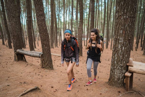 Two friends hiking in pine wood forrest - 写真・画像