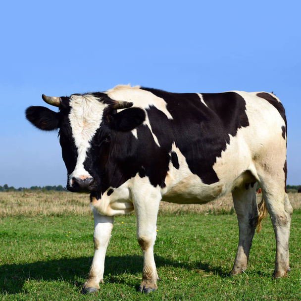 cow on a summer pasture in a sunny day - Foto, Imagen