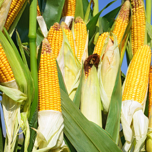 Vista da vicino di pannocchie di mais mature in un campo  - Foto, immagini