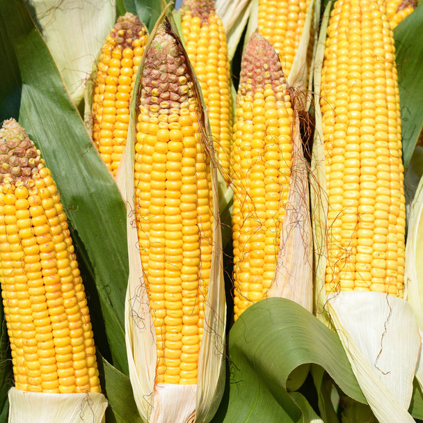 Close up view of ripe corn cobs in a field  - Fotoğraf, Görsel