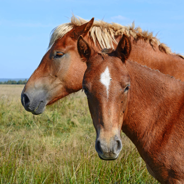 beautiful horses at the pasture - Foto, immagini