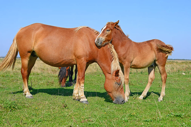 красиві коні на пасовищі
 - Фото, зображення