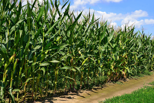 A vidéki táj fiatal corn - Fotó, kép