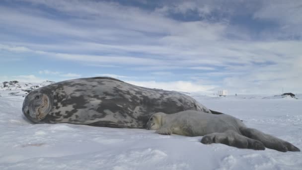 Seal familie rust op het land van sneeuw. Antarctica. - Video