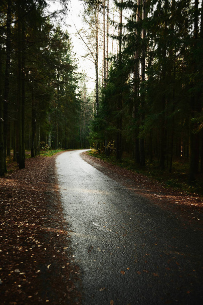 Άσφαλτο που πηγαίνει μέσα από δάσος κωνοφόρων σκούρο - Φωτογραφία, εικόνα