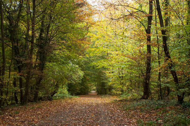 road in the forest in autumn  - Фото, зображення
