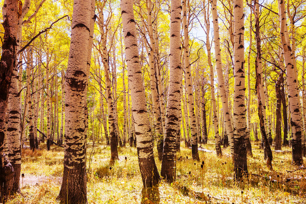 晴れた日には黄色の木々と秋の季節のカラフルな日当たりの良い森のシーン. - 写真・画像