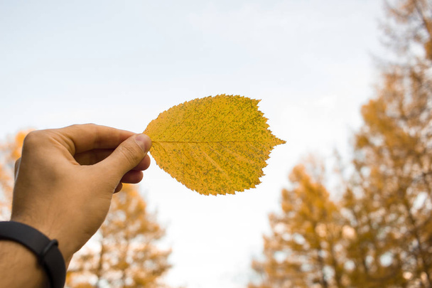 Ruka drží žluté listí na pozadí oblohy. Podzimní čas sezóny složení v parku. - Fotografie, Obrázek