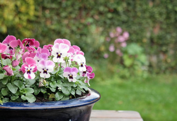 美しいバイオレットまたは緑豊かな庭園に色とりどりのパンジーのクローズ アップ。色ピンク、白、紫色の小さな花びら。自然な背景またはテキストと緑の空間をイメージ.  - 写真・画像