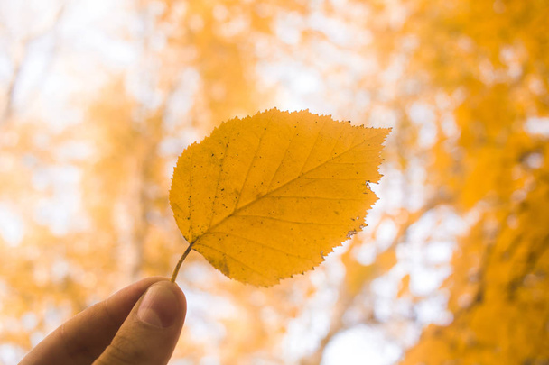 Ruka drží žluté listí na pozadí oblohy a stromy. Podzimní čas sezóny složení v parku. - Fotografie, Obrázek