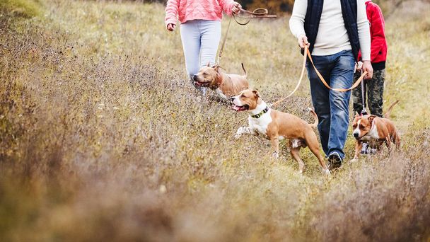 Familie des Stammes Mann zu Fuß in der Natur auf die Gewohnheiten der Hunderassen Staffordshire Terrier. Drei Hunde für einen Spaziergang - Foto, Bild