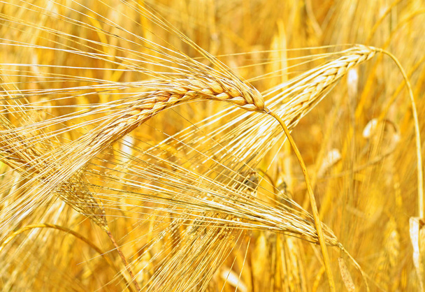 campo de trigo en el paisaje rural - Foto, Imagen