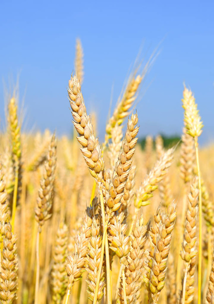 champ de blé dans le paysage rural - Photo, image