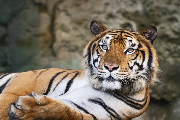 Állandó felnőtt Indokínai tigris szabadban portréja. (Panthera tigris corbetti), a természetes élőhely, a veszélyes vadállat, a természetes élőhely, Thaiföld. - Fotó, kép