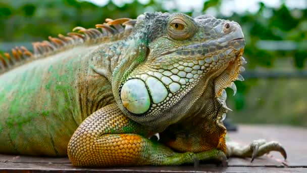Slapende draak. Close-up portret van de levendige Lizard rust. Selectieve aandacht. Groene leguaan inheems in tropische gebieden - Video