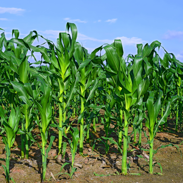 Kırsal alanda genç mısır ekinleri  - Fotoğraf, Görsel