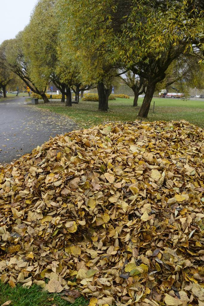 sterty żółtych liści w parku jesienią - Zdjęcie, obraz