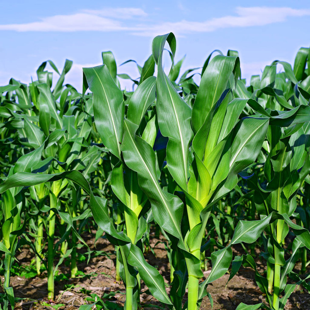 Giovani coltivazioni di mais nel paesaggio rurale  - Foto, immagini