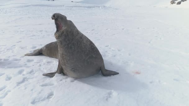 Fechar-se bocejo elefante selo na neve. Antártida
 - Filmagem, Vídeo