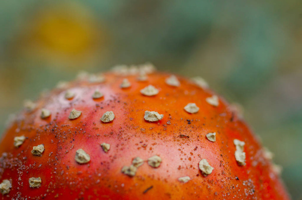 A cap of a fly agaric. Mushroom grebe - fly agaric. Texture, surface or background. - Photo, Image