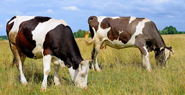 αγελάδες σε καλοκαιρινό βοσκότοπο σε ηλιόλουστη μέρα - Φωτογραφία, εικόνα