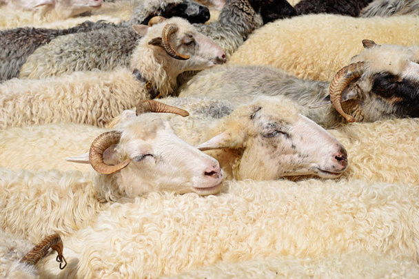 Выпас овец в сельской местности - Фото, изображение