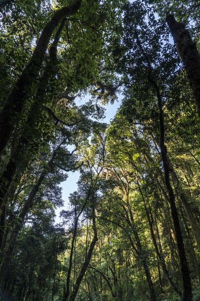 Εξωτερική εικόνα του μια παλιά δέντρα καλυμμένα με βρύα, μυστηριώδες δάσος υψίπεδα. Λείψανο υγρό ποώδη δάσους - Doi Inthanon Εθνικό πάρκο - Φωτογραφία, εικόνα