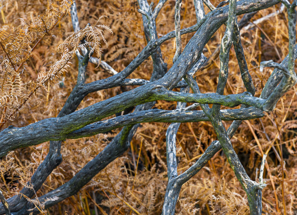 Fougère aigle brune aux branches noires mortes après un incendie de forêt dans le parc national New Forest, Angleterre
. - Photo, image