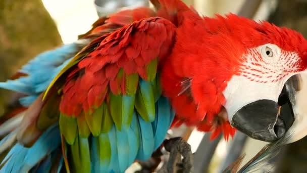 Close up of Red Amazon Scarlet Macaw parrot or Ara macao, in tropical jungle forest. Wildlife Colorful portrait of bird - Footage, Video