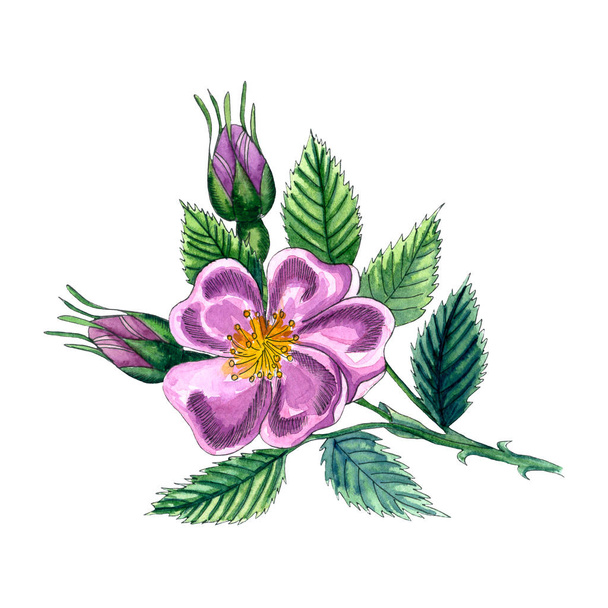 Watercolor illustration with dog rose. Eglantine flower with leaves and berries issolated on white background. - Фото, изображение