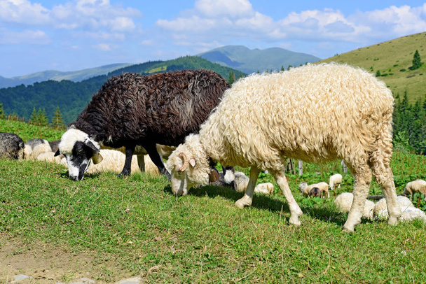 Las ovejas en las montañas en el paisaje veraniego
. - Foto, Imagen