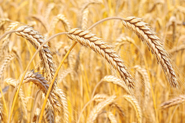 Grain field in the rural landscape - Photo, Image