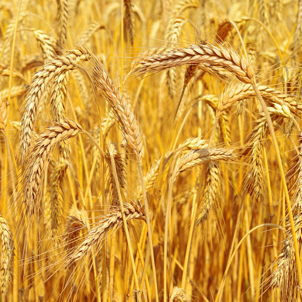 Grain veld in het rurale landschap - Foto, afbeelding