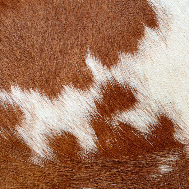 Фрагмент кожи коровы - Фото, изображение